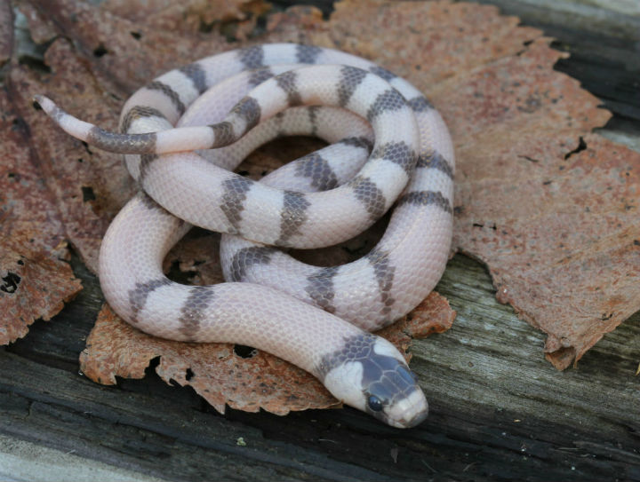 Ghost Honduran Milk Snake